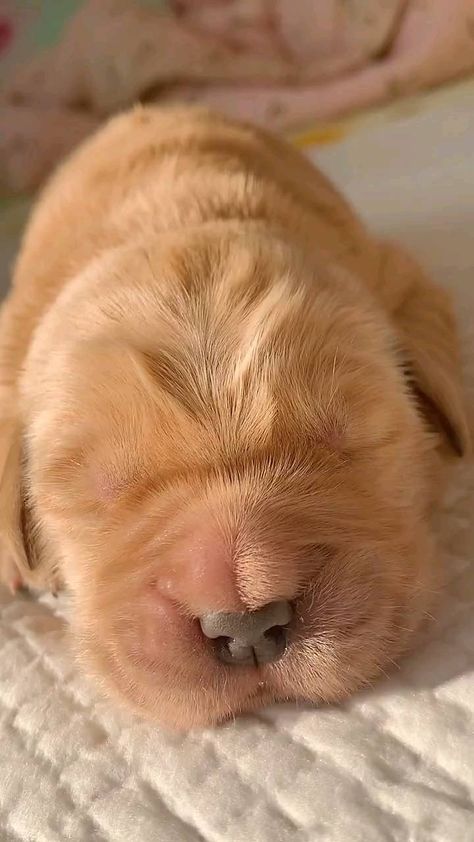 dogs.loverss0 on Instagram: So cute puppy 🐕🥰 . . Follow us ➡️ @dogs.loverss0 . . 🎥 Crédit : @unknown (For crediting issues or removal please DM) . . . #dog #dogs… Pretty Litter, Basking In The Sun, Just Born, Hybrid Dogs, Cat Urine, Cat Parenting, Free Cats, Dachshund Puppy, Cute Puppy