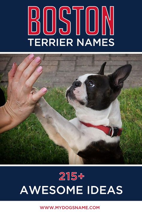 Getting a Boston Terrier? Our guide to Boston Terrier names will help you pick the perfect name for your new pup!  Friendly, funny and always up for anything, the Boston Terrier is a good-natured dog with legions of fans.  If you're getting a dog of this breed, we have the ultimate list of Boston Terrier names. Check out 215+ ideas that are perfect for this pint-sized pup.    #bostonterrier #dogs #puppies #dognames Boston Terrier Tattoo, Brindle Boston Terrier, Boston Terrier Names, Boston Terrier Art, Must Love Dogs, Getting A Dog, Boston Terrier Funny, Havanese Dogs, Boston Terrier Puppy