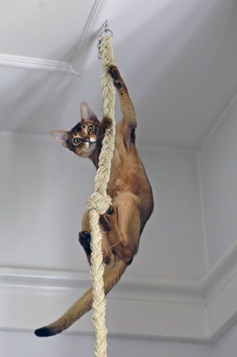 15 Funny Facts About Abyssinian Cats Playground For Cats, Cat Climbing Rope, Cats Playground, Katt Diy, Katt Grejer, Kat Diy, Rope Climb, Cat Patio, Koci Humor