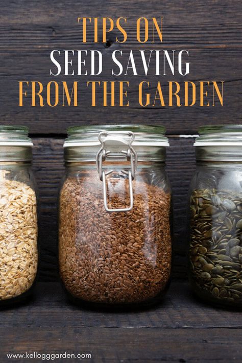 Seed Catalogs Diy, Seed Harvesting, Pnw Gardening, Save Seeds, Saving Seeds, Shtf Survival, Health Transformation, Squash Seeds, Succulent Seeds