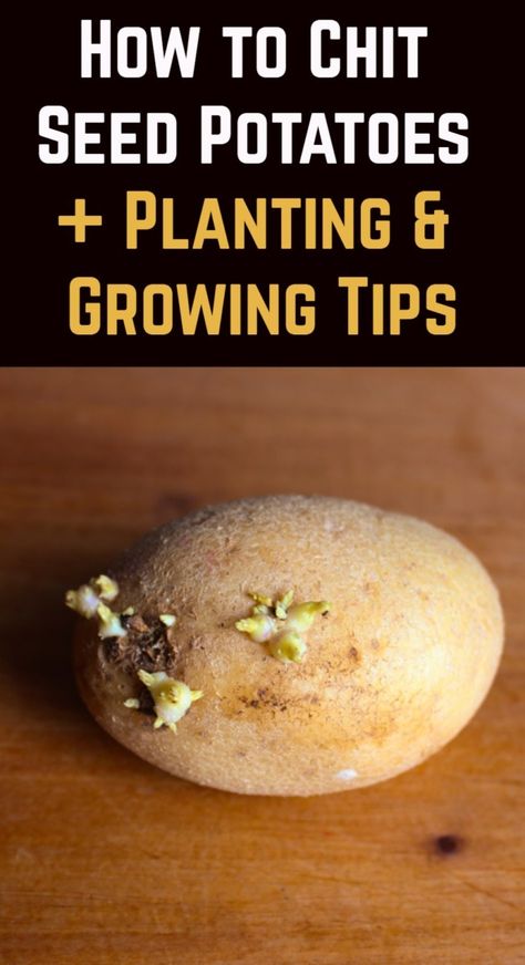 This is a great way to get a headstart on your potato growing. Christmas Potatoes, Garlic Garden, Harvesting Potatoes, Potato Gardening, Potato Varieties, Types Of Potatoes, Best Chips, Planting Potatoes, Growing Veggies