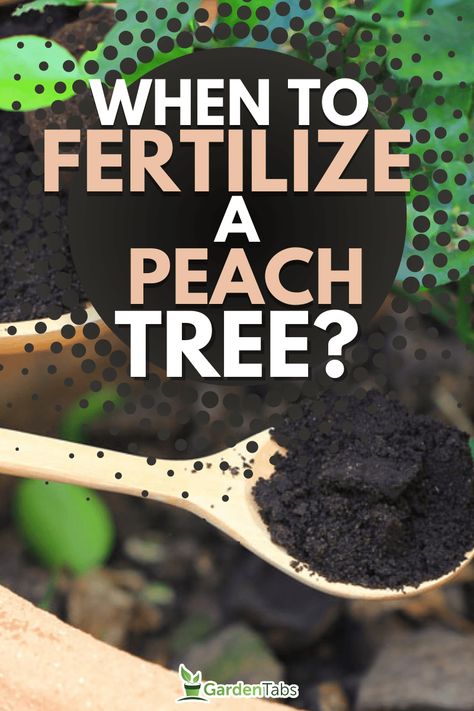 When To Fertilize Fruit Trees, Prune Peach Tree, Pruning Peach Trees, Peach Tree Care, Growing Peach Trees, Apple Tree Care, Fruit Trees Backyard, Fruit Tree Garden, Growing Vegetables In Pots