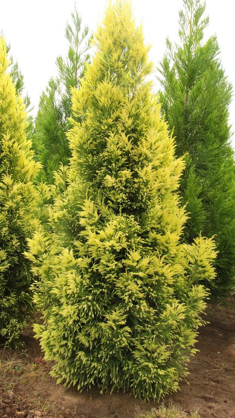 Evergreen Trees For Privacy, Trees For Privacy, Small Ornamental Trees, Cryptomeria Japonica, Cyprus Trees, Japanese Cedar, Conifers Garden, Fast Growing Evergreens, Privacy Trees