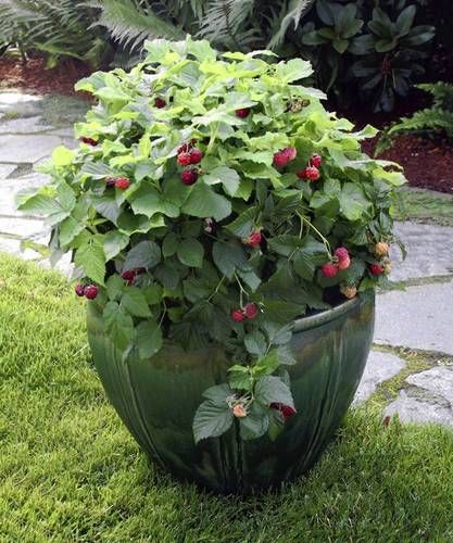 Raspberries will grow happily in a container on your patio.  Great idea for any vine berries- will keep them from completely taking over. Raspberries on a deck!