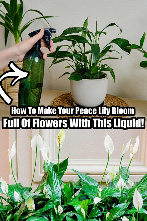 Peace Lily Plant Care, Lilly Plants, Peace Lily Flower, Peace Lily Care, Lily Plant Care, Peace Lilies, Orchid Plant Care, Peace Lily Plant, Lily Plant