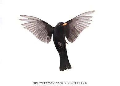 Blackbird Flying, Wild Creatures, Blackbird, Bird Feathers, Black Bird, Natural History, Tattoos And Piercings, Birds, Stock Photos