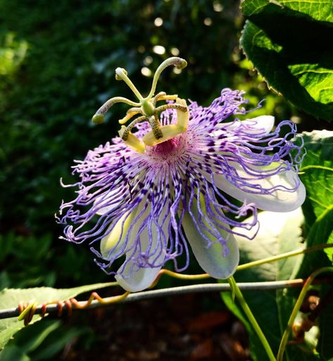 Inflorescence details of purple passion flower Passionflower Aesthetic, Purple Tropical Flowers, Twists Passion, Passion Twists Hairstyle, Purple Passion Flower, Gardening Tattoo, Passion Fruit Flower, Blue Passion Flower, Gardener Aesthetic