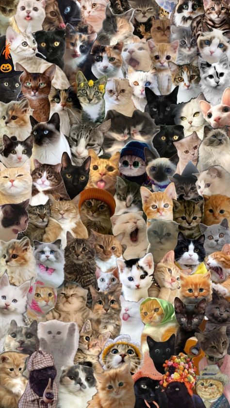 Cats🥰#cats Happy 25th Birthday Quotes, Moody Wallpaper, Cat Collage, Powerpuff Girls Wallpaper, Iphone Wallpaper Cat, Cut Animals, Cat Photos, Silly Cats Pictures, Double Life