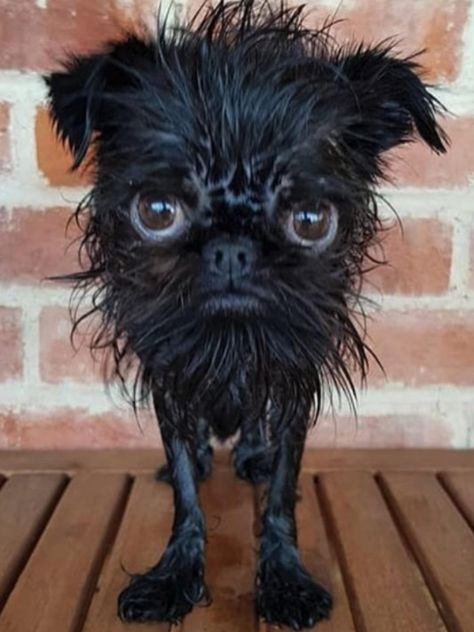 Griffin Dog, Affenpinscher Dog, Meds For Dogs, Griffon Dog, Dog Grooming Clippers, Ugly Dogs, Brussels Griffon, Crazy Dog