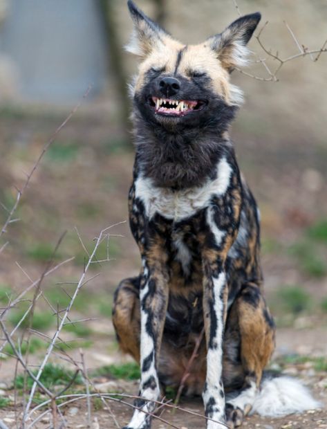 Aw! Wild Dog, Dog Jokes, African Wild Dog, Interesting Animals, Unusual Animals, Rare Animals, Pretty Animals, Wild Dogs, African Animals