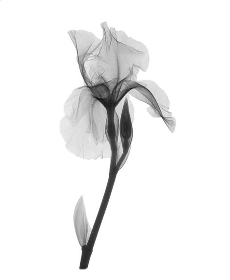 Lilium Flower Tattoo, X Ray Flower Tattoo, Flower Xray, X Ray Flower, Xray Flower, Iris Flower Tattoo, Xray Art, Iris Tattoo, Gray Flower