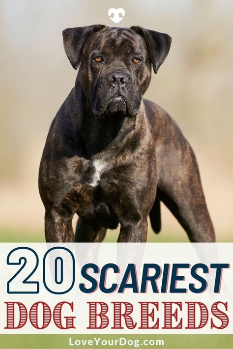 Protective Dog Breeds, Dog Breeds Chart, Aggressive Dog Breeds, Bull Mastiff Dogs, Guard Dog Breeds, Working Dogs Breeds, Mastiff Breeds, Protective Dogs, Best Guard Dogs