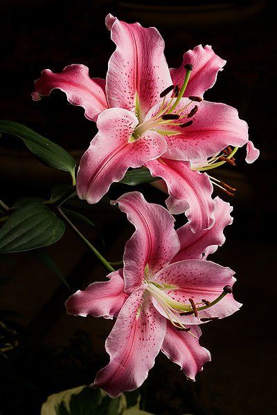 My grandmother's favorite <3 Tree Lily, Pink Lilies, نباتات منزلية, Wedding Bouquets Pink, Trendy Flowers, Arte Floral, Exotic Flowers, Lily Flower, Flowers Nature