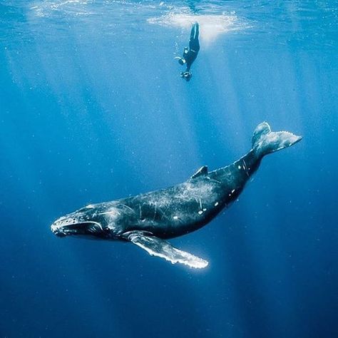 "Photo by @ShawnHeinrichs Gorgeous humpback whale calf playing at the surface as @taromonkey dips down to capture an image #DiscoverOcean" Photo taken by @discoverocean on Instagram, pinned via the InstaPin iOS App! http://www.instapinapp.com (09/30/2015) Whale Pictures, Whale Drawing, Whale Illustration, Whale Painting, Whale Tattoos, Save The Whales, Whale Art, A Whale, 수채화 그림