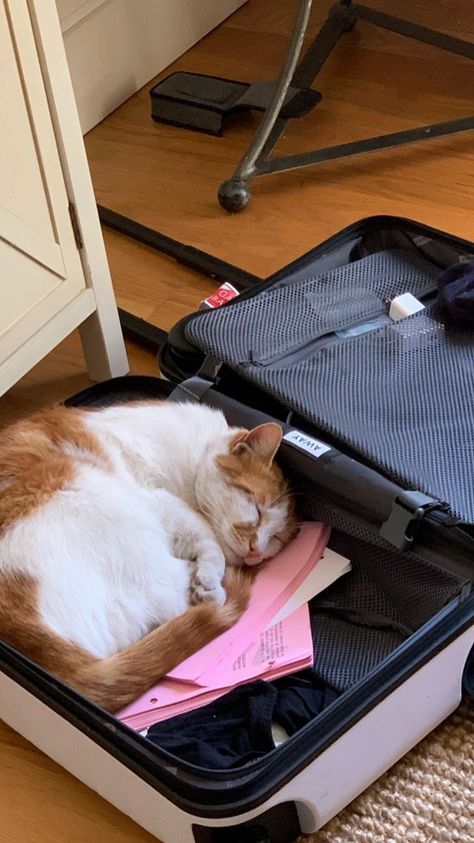 sleeping in the suitcase 🐱 Kitty Stuff, Cute Animals Puppies, Suitcase Packing, American Tourister, Suitcases, White Cat, Cat Love, Cute Cats, Vision Board