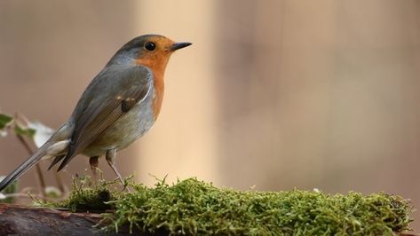 500+ Free Spring & Nature Videos, HD & 4K Clips - Pixabay Nature Documentary, Bird Carrier, European Robin, Robin Bird, Nature Sounds, Nature Gif, Meditation Music, Bird Photography, Tempera