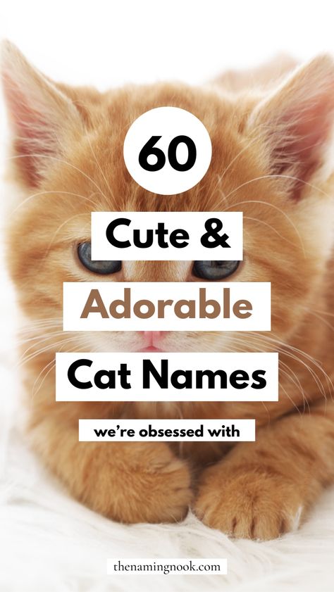 Looking for adorable and cute cat names for your new kitten? We have 60 of the cutest ever cat name ideas that you'll adore! Whether it's a female, boy, girl, orange cat, or any type of cat, we have the perfect cute and unique cat name for you. Cute kitten names, cute cat names, unique cat name list. Grey Kitten Names, Cute Kitten Names, Kitten Names Unique, Cat Names Unique, Ginger Cat Names, Kitten Names Girl, Cat Name Ideas, Boy Cat Names, Girl Cat Names