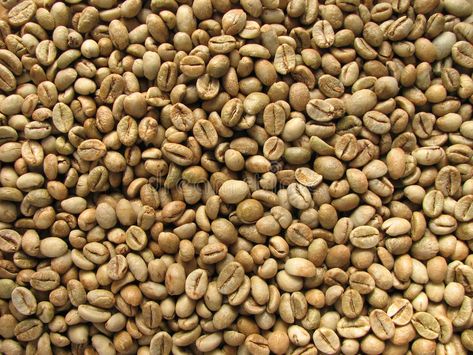 Green robusta coffee beans. From uganda , #affiliate, #robusta, #Green, #coffee, #uganda, #beans #ad Biggby Coffee, Cheap Coffee Mugs, Coffee Process, Coffee Delivery, Robusta Coffee, Coffee Mate, Background Green, Graphic Design Photography, Coffee Company