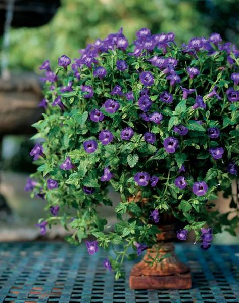 Summer Wave Large Violet torenia. Proven Winners photo Photo: Www.chrisbrownphoto.com / Chris Brown Photography Wishbone Flower, Growing Raspberries, Gardening Zones, Purple Plants, Summer Waves, Growing Succulents, Flower Care, Violet Flower, Potting Soil