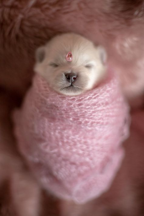 Photoshoot With Newborn, Newborn Puppy, Pictures Of Puppies, Dog Foto, Puppy Litter, Puppy Hats, Puppy Mom, Newborn Puppies, Pomeranian Puppies