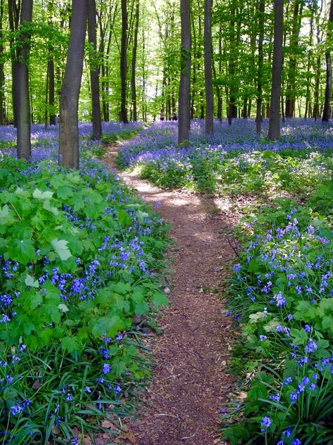 Pine Forest Garden, Forest Path Landscape, Backyard With Forest, Backyard Woods Landscaping Yard Ideas, Forest Landscaping Ideas, Garden In Woods, Forest Landscape Design, Forest Landscaping, Forest Backyard