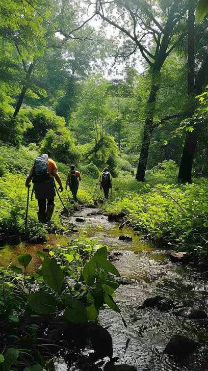 StockCake Three hikers with backpacks and trekking poles traverse a lush, green forest trail alongside a stream. Hiking In Forest, Trekking Aesthetic, Sage Branding, Board Themes, Vision Board Themes, Lush Green Forest, Forest Hiking, Backpacking Trips, Gravel Bikes