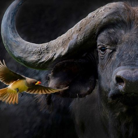 African Buffalo Photography, Buffalo Photography, Petroglyphs Art, Cape Buffalo, Buffalo Animal, African Buffalo, Buffalo Bison, Musk Ox, Nature Tattoo