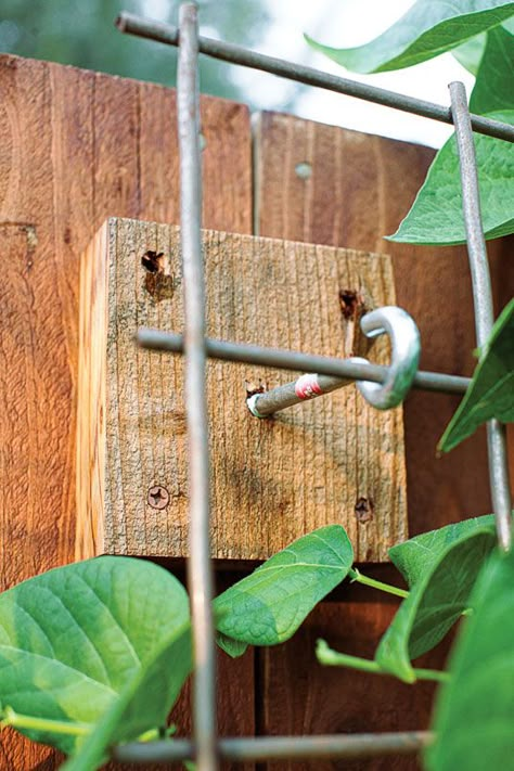 Hops Vine, Cheap Fence, Diy Fence, Have Inspiration, Garden Yard Ideas, Vegetable Garden Design, Garden Trellis, Cool Ideas, Garden Structures