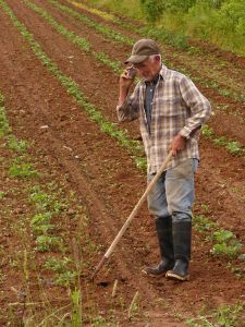 Tonight let's do Paddy's Potato Farm♥ Natural Selection, Farms Living, Down On The Farm, Graphic Design Resources, Old Farm, Country Farm, Organic Farming, Genetic, Family Farm