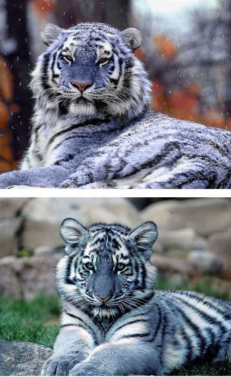 Blue Maltese tigers ~ Are these Real ~ Beautiful Maltese Tiger, Baby Tigers, African Wild Dog, Exotic Cats, Blue Tiger, Wild Creatures, Blue Tigers, Maltese Dogs, Rare Animals