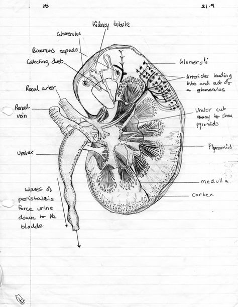 Cross section drawing example Kidney Drawing, Anatomy Kidney, Biology Drawing, Human Kidney, Medical Drawings, Basic Anatomy And Physiology, Medical Student Motivation, Med School Motivation, Human Body Anatomy