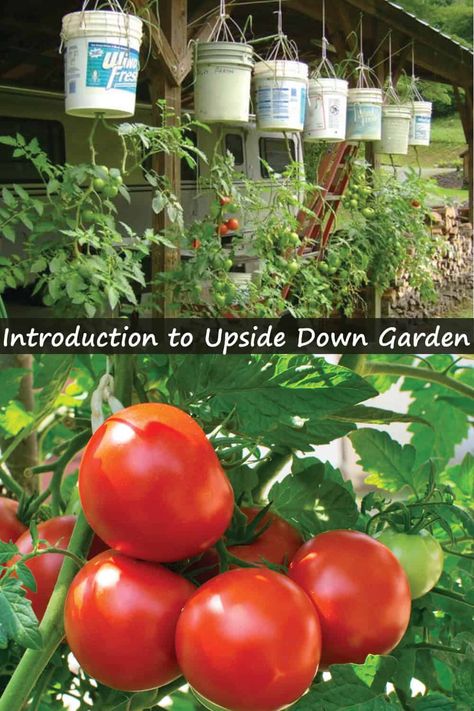 Upside Down Plants, Tomato Container Gardening, Backyard Homesteading, Vertical Container Gardening, Homestead Gardening, Plants In Pots, Garden Tomatoes, Gardens Of Babylon, Large Plant Pots