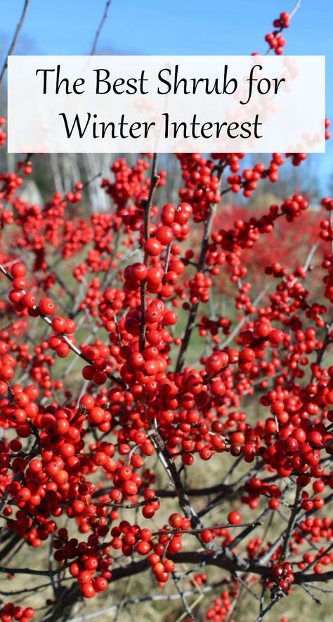 Winter Berry Bush, Winter Interest Landscaping, Beauty Berry Bush, Backyard Styles, Winterberry Bush, Winter Landscaping, Backyard Homesteading, Winterberry Holly, Holly Shrub