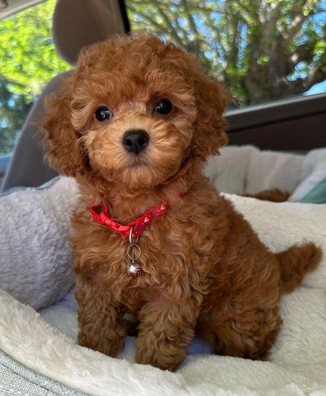 Brown Puppy Aesthetic, Brown Teacup Poodle, Toy Poodle Aesthetic, Teacup Poodle Full Grown, Toy Poodle Puppy Cut, Poodle Puppy Cut, Brown Toy Poodle, Teacup Poodles, Teacup Poodle Puppies