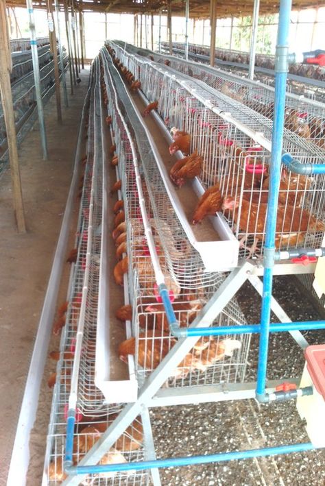 Battery Cages/Poultry Cages for sale in Nigeria - Adverts - Nigeria Chicken Poultry Farm Design, House For Chickens, Poultry Farm Buildings, Poultry Farm Design, Poultry Business, Chickens For Sale, Cages For Sale, Chicken Shed, Goat House