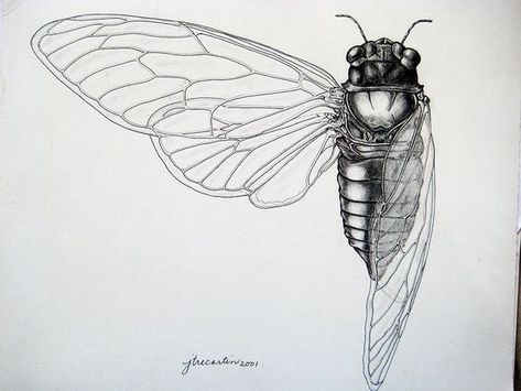 Cicada Art, Cicada Tattoo, Scientific Drawing, Science Illustration, Moth Tattoo, Bug Art, White Drawing, Insect Art, Scientific Illustration