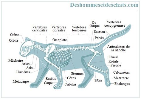 le-squelette-du-chat-squelette-de-chat-anatomie-du-chat-anatomie-chat-squelette-d-un-chat-anatomie-squelette-animaux-squelette-chat-image-chat-photo-chat-photo-de-chat-photo-chaton - Des hommes et des chats Chat Photo, Animal Lessons, Cat Anatomy, Animal Anatomy, Cat Reference, Image Chat, Vet Tech, Reference Images, Mammals