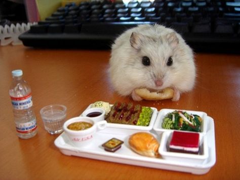 A candid shot of an irritable hamster on a lunch break. | 25 Pictures That Will Make Your Day A Little Cuter Teddy Hamster, Baby Hamster, Hamster Eating, Funny Hamsters, A Hamster, Gerbil, Cute Hamsters, Cute Animal Pictures, Hamsters