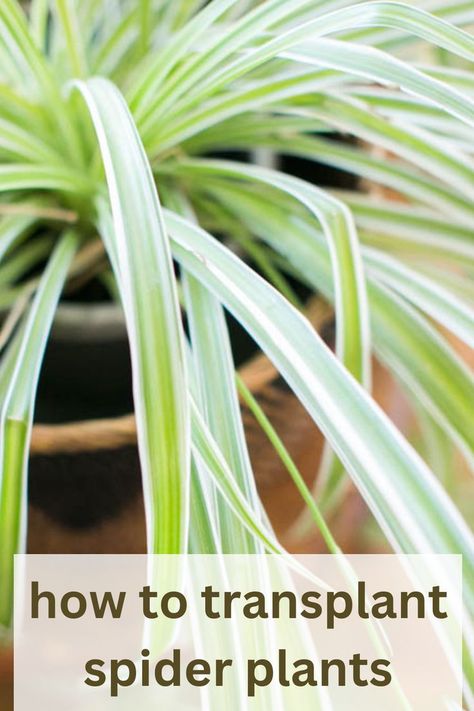 spider plant that was transplanted into new pot Spider Plant Indoor, Spider Plant Propagation, Plant Repotting, Spider Plant Care, Airplane Plant, Low Maintenance Indoor Plants, Outside Plants, Spider Plant, Herb Planters