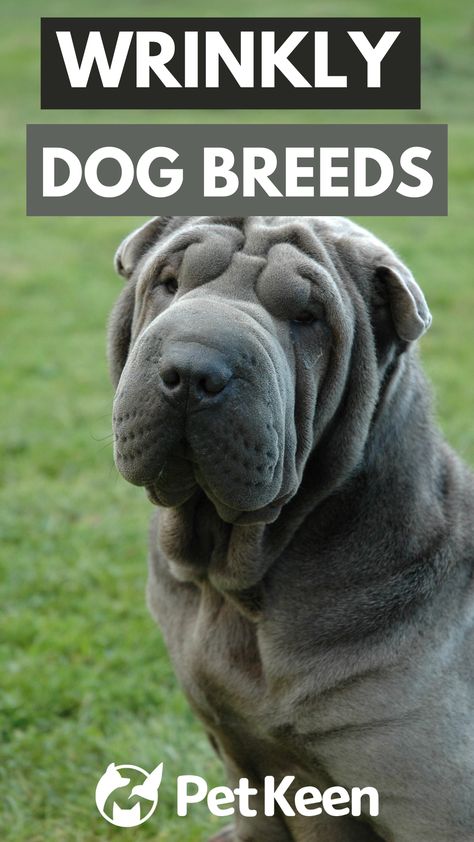 Here are 12 wrinkly dog breeds that are adored the world over. Blue Shar Pei, Wrinkly Dog, Dog Breeds Pictures, Chinese Dog, Chinese Shar Pei, Tech Humor, Pet Breeds, Shar Pei, Dog Images