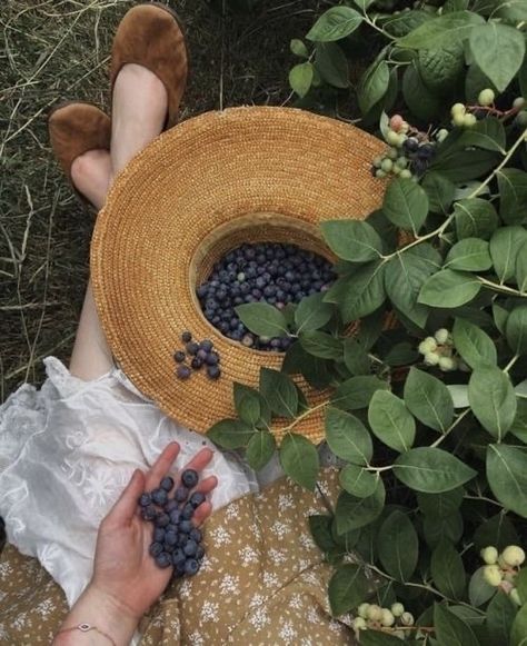 Blueberry Season, Black Beards, Dark Cottagecore, Lady Bird, Princess Aesthetic, Cottagecore Aesthetic, Bramble, + Core + Aesthetic, Anne Of Green Gables