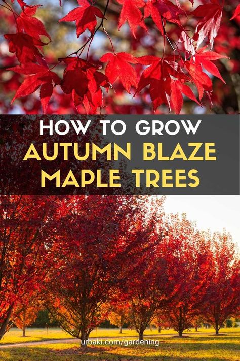 Burning fall maples feature beautiful fall foliage and a well-formed shape, making them an ideal choice for large area landscaping. The fall maple is a hybrid of red maple and silver maple, both native to North America. Their branching pattern is dense and ascending, and they have a rounded or oval crown. Maturity comes quickly for fall maple - they can grow up to two feet per year under the right conditions. In autumn, its leaves turn a bright reddish-orange hue. Permaculture, Best Trees For Fall Foliage, Autumn Blaze Maple Tree, Chinese Maple Tree, Red Maple Tree Landscaping, October Glory Maple, Maple Tree Landscape, Yard Trees, Autumn Blaze Maple