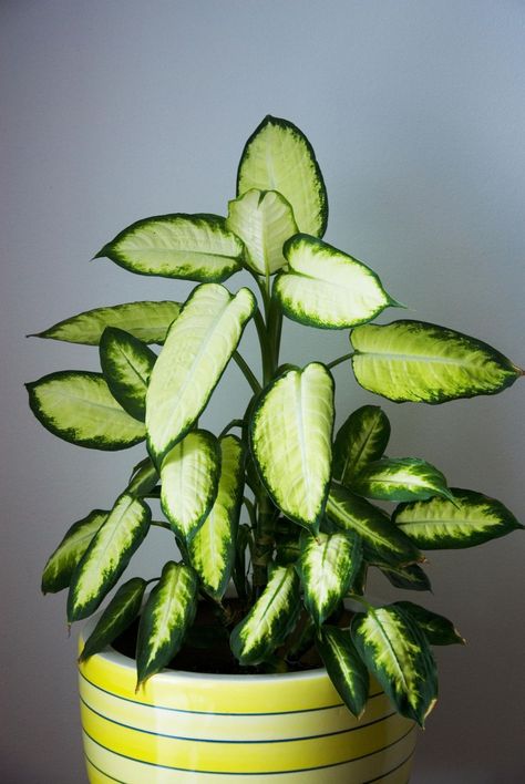 Inside House Plants, Indoor Plants Low Light, Houseplants Low Light, Easy House Plants, Low Light Indoor Plants, Inside Plants, Best Indoor Plants, Low Light Plants, Indoor Gardens