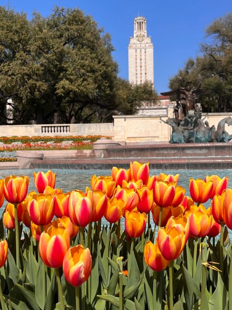 University Of Austin Texas, Ut At Austin, University Of Texas Aesthetic, University Of Texas At Austin Aesthetic, Ut Austin Aesthetic, Ut Aesthetic, Flowers Aesthetic Tulips, Austin Texas Aesthetic, Ut Austin Campus