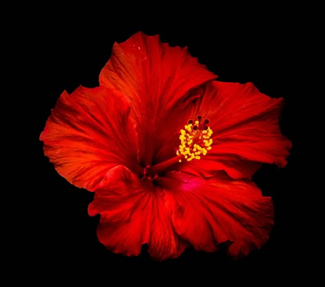 Propagate Hibiscus, Red Flower Design, Red Hibiscus Flower, Flowers Black Background, Red Things, Red Icons, Red Pictures, Flower Icons, Flower Nail Designs