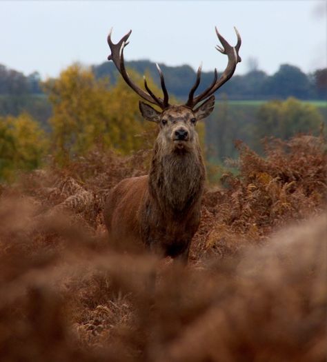 Bradgate Park, Deer Photography, Leicester England, British Wildlife, Red Deer, Beautiful Country, History Facts, Leicester, Elk