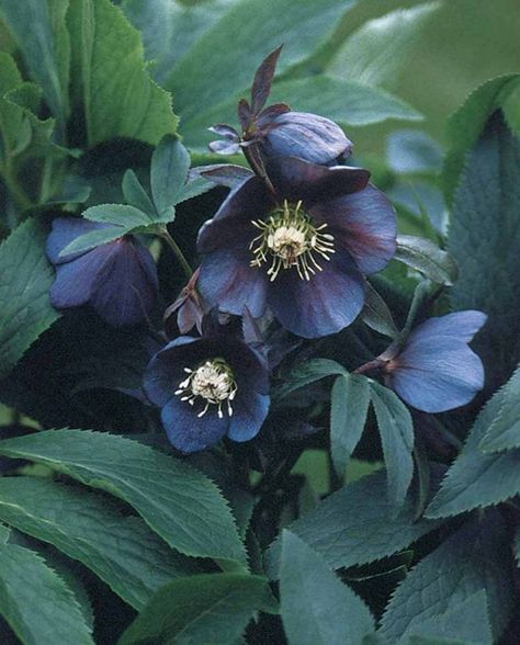 Hellebores - a beautiful flower that gives bloom only in Winter.  One of the first flowers to bloom after crocus...hard to fin in any color but whie,green and purple here. Goth Garden, Lenten Rose, Gothic Garden, Black Garden, Have Inspiration, Woodland Garden, Blooming Rose, Black Flowers, Shade Plants