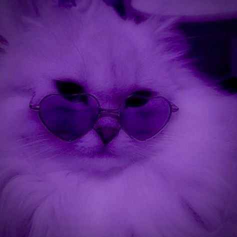 Purple Kitty Wallpaper, Profile Picture Purple Aesthetic, Luvsoft Purple, Purple Aesthetic Profile Picture, Cat Wallpaper Ipad, Cute Purple Pfp, Purple Profile Picture, Internetcore Aesthetic, Purple + Core + Aesthetic