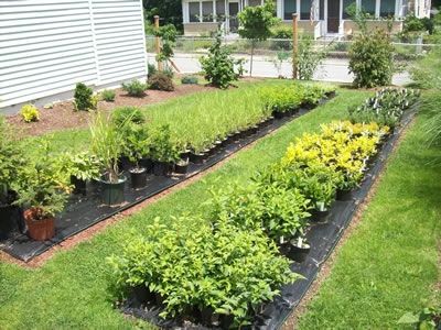 Plant Nursery Business, Backyard Nursery, Selling Plants, Plant Business, Aqua Farm, Hoop House, Growing Cut Flowers, Cold Frames, Raised Garden Bed Plans