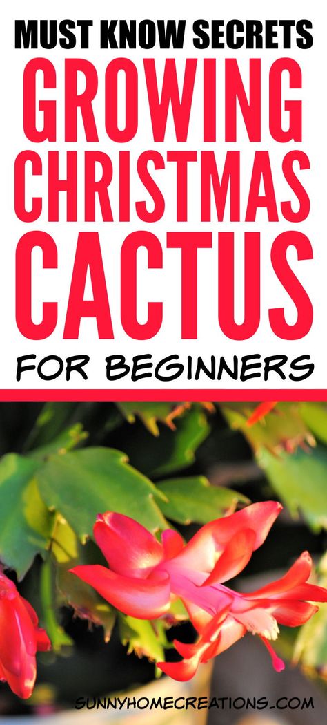 Christmas Cactus Care Tips, Xmas Cactus, Christmas Cactus Flower, Christmas Cactus Propagation, Michigan Garden, Repotting Plants, Christmas Cactus Care, Christmas Cactus Plant, Easter Cactus